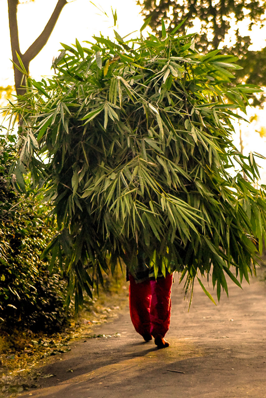 woman carries bamboo
